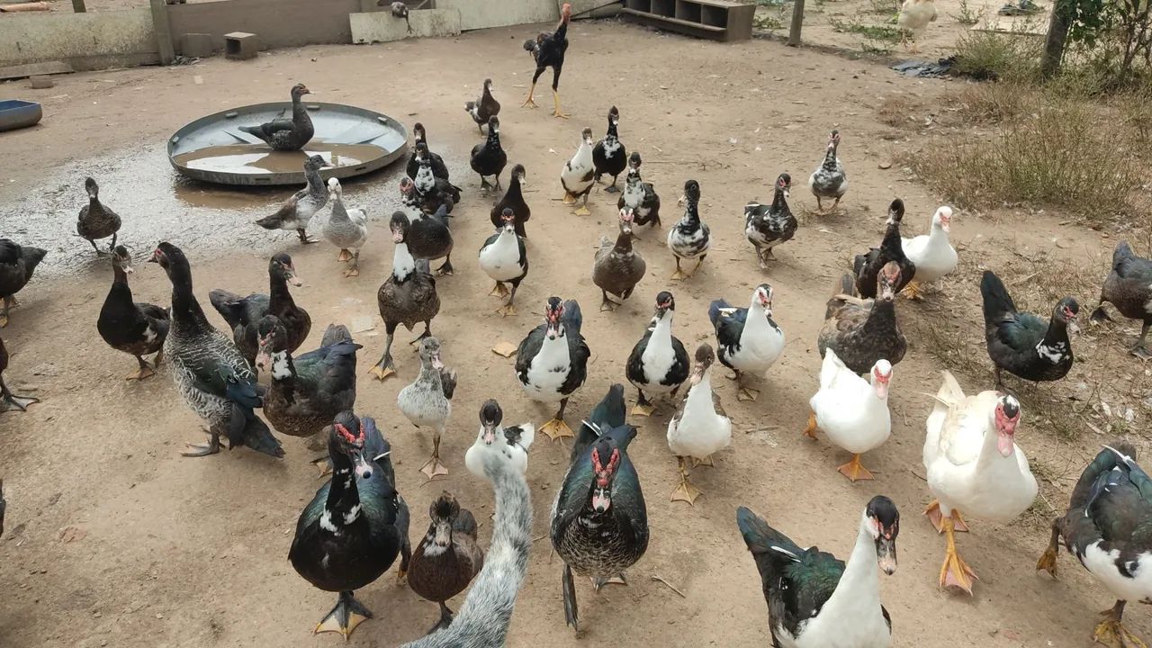 Patos Lindos para Venda - Foto 4