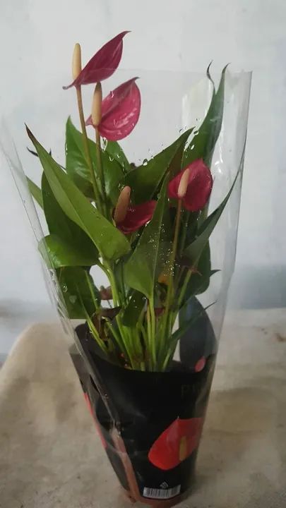 Antúrios Vermelhos Lindos - Foto 4