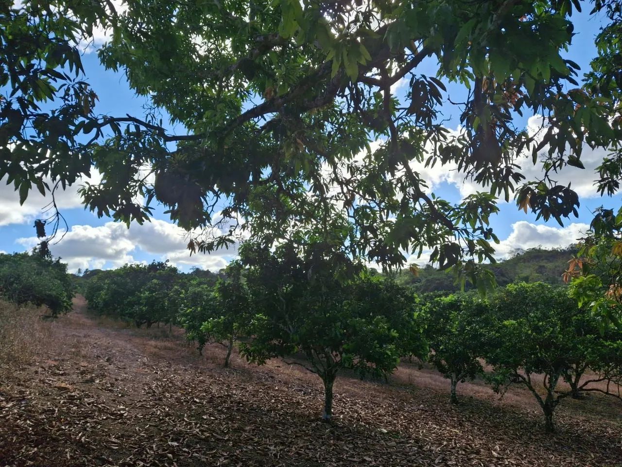 Sítio em Salgado - Sergipe - Foto 6