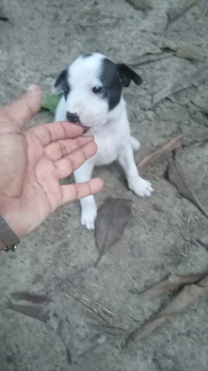 Doação de cachorrinhos!