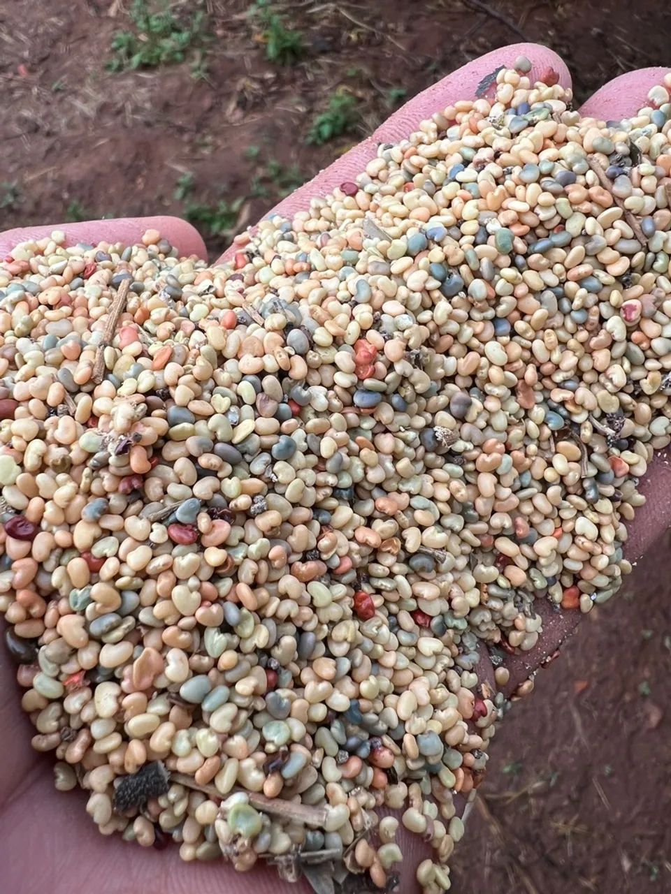 Sementes de Crotalária Ochoroleuca