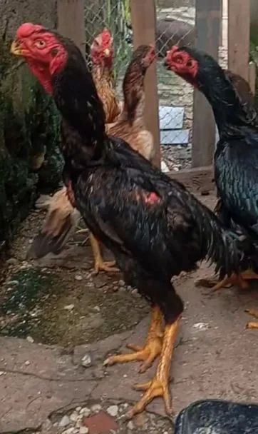 Casal galinha índio bico curto 