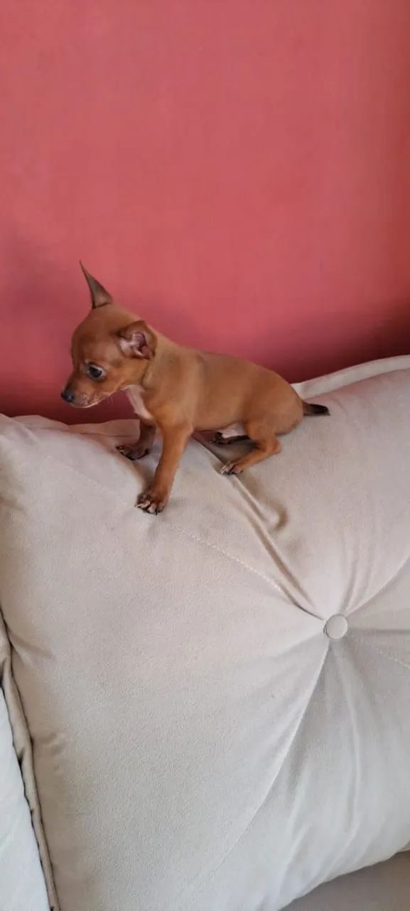 Pinscher zero - Foto 5