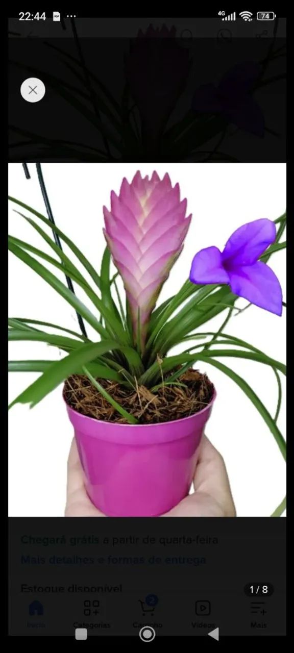 Sementes e plantas  - Foto 4