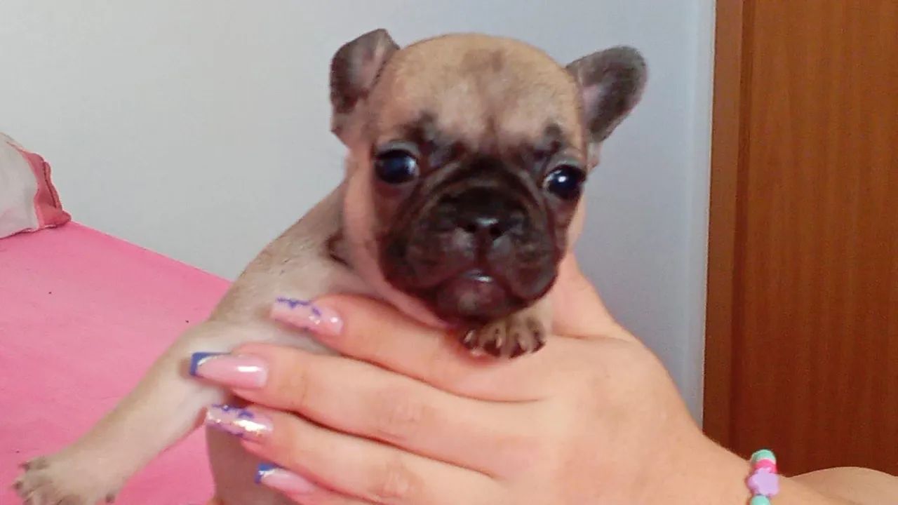 Filhotes de buldog frances  - Foto 3
