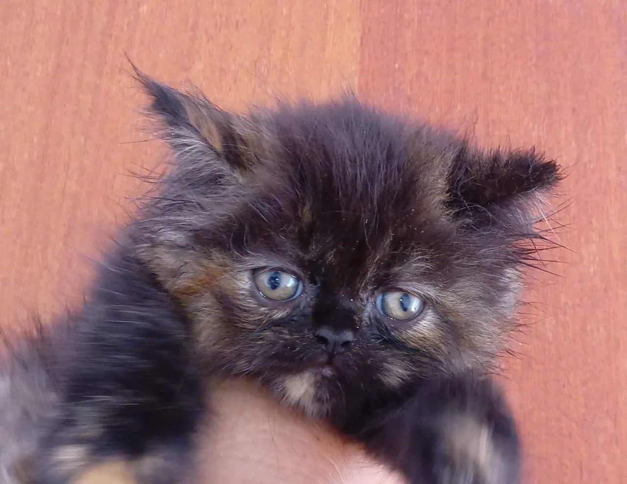 Gatinha Persa  - Foto 3