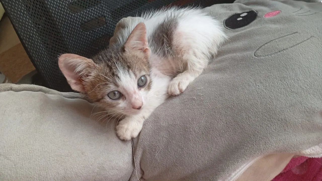 Gatos Adoção. - Foto 2