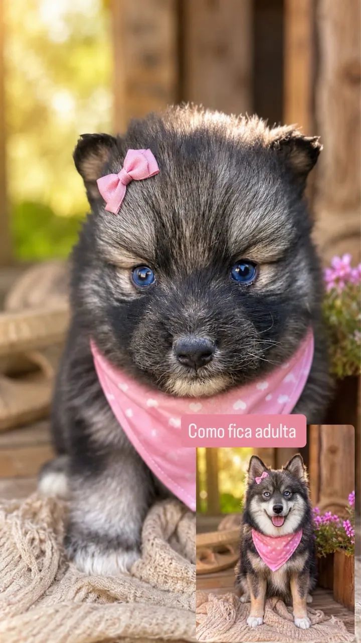 Pomsky mini  - Foto 5