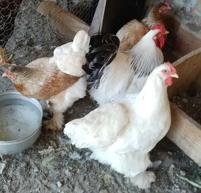 Ovos férteis de galinha Brahma 