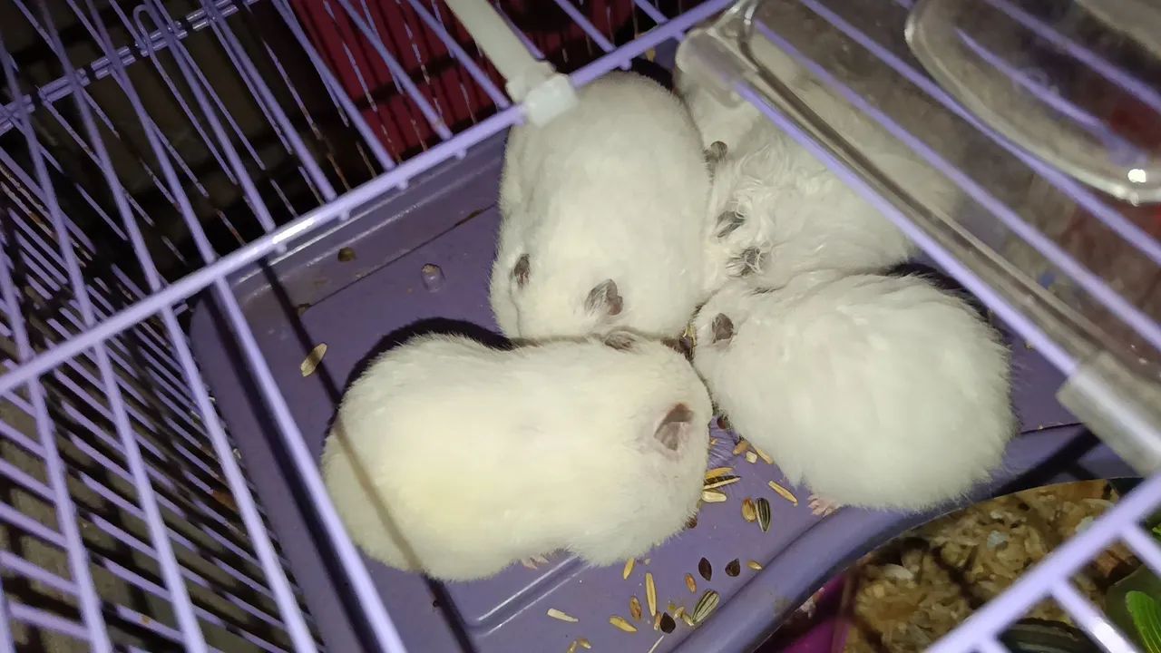 Hamster sírios  - Foto 3