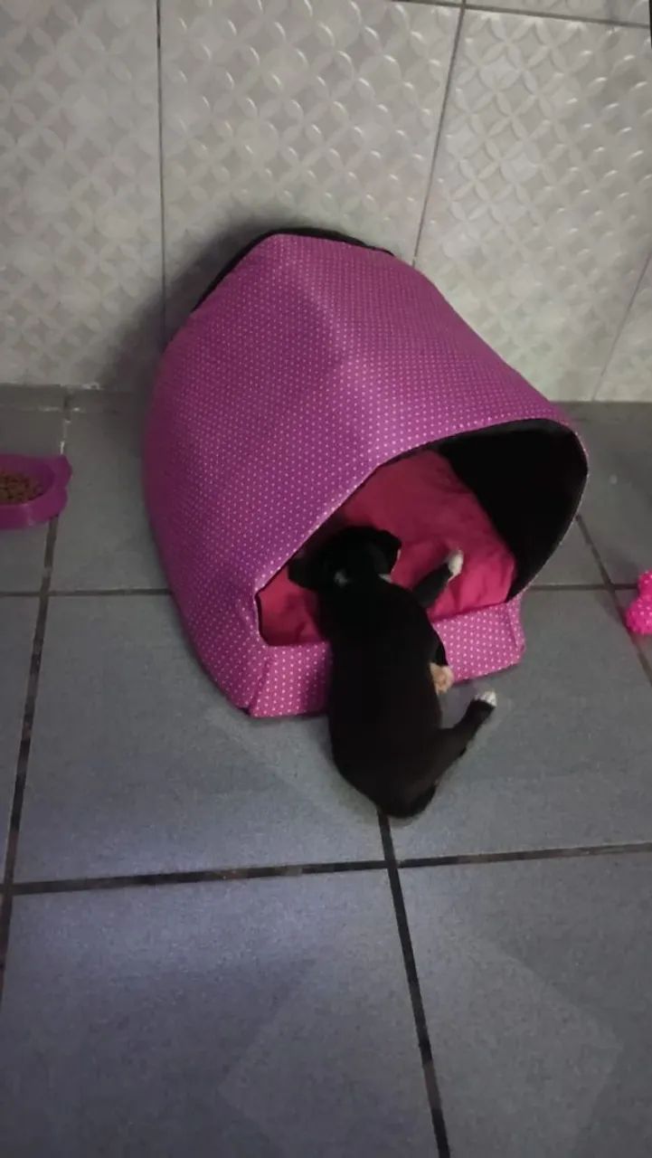 Doa-se um cachorrinha  - Foto 3