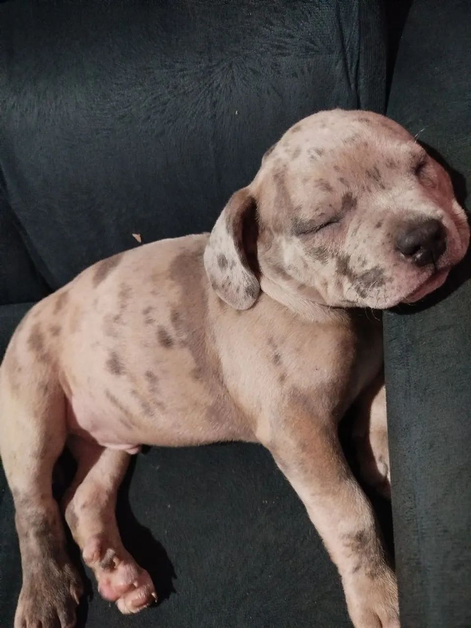 American Bully  - Foto 2