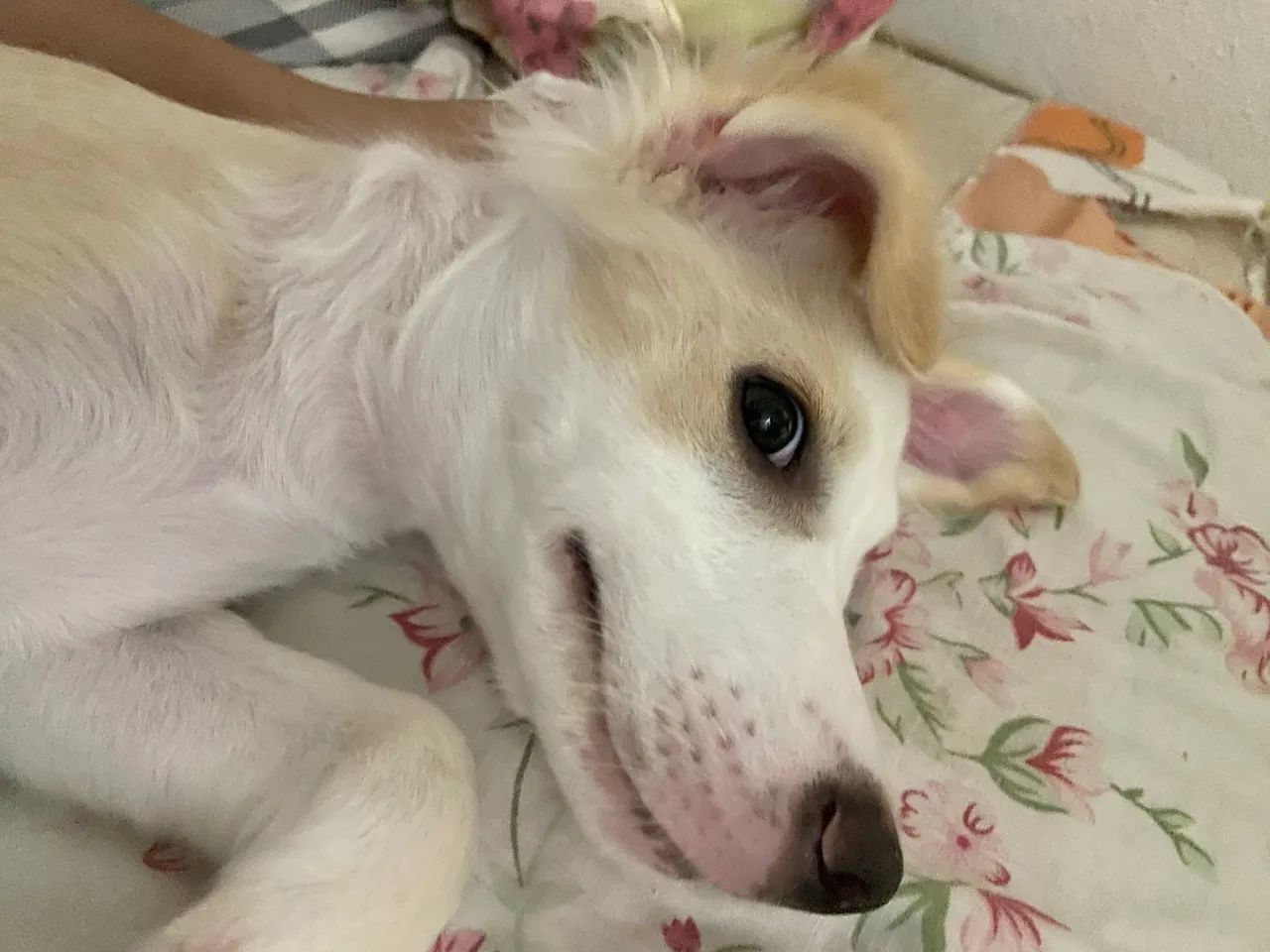Doando cachorro de 6 meses  - Foto 4