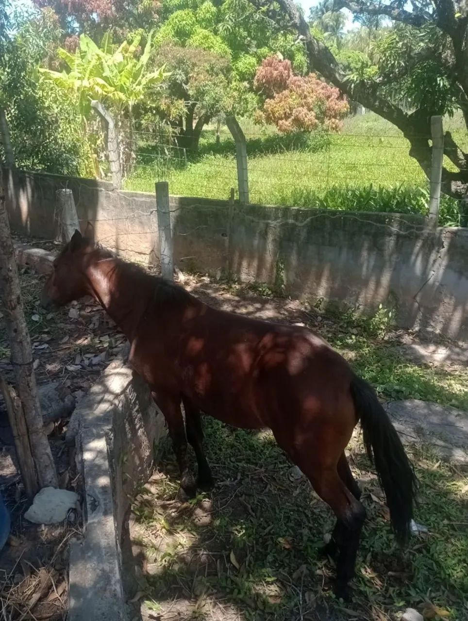 Pordo do bom - Foto 2