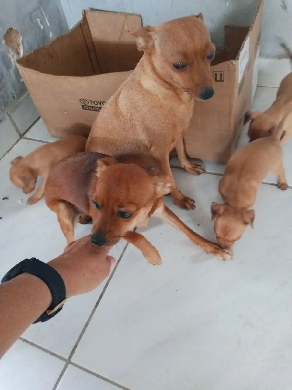 Cachorro pinscher  - Foto 3