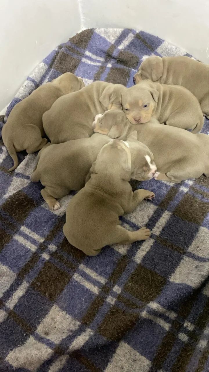 American Bully 