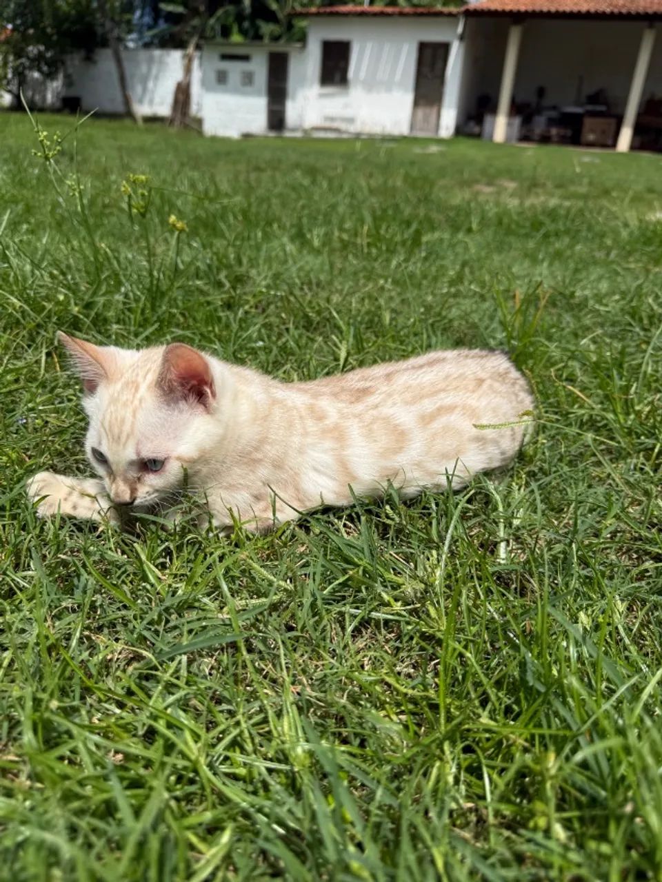 Gato Bengala - Foto 5