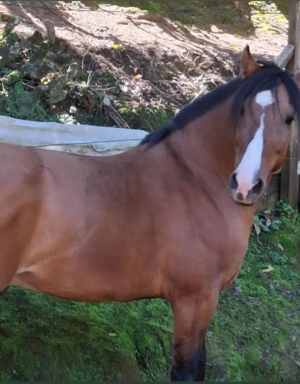 Cavalo crioulo - Foto 3