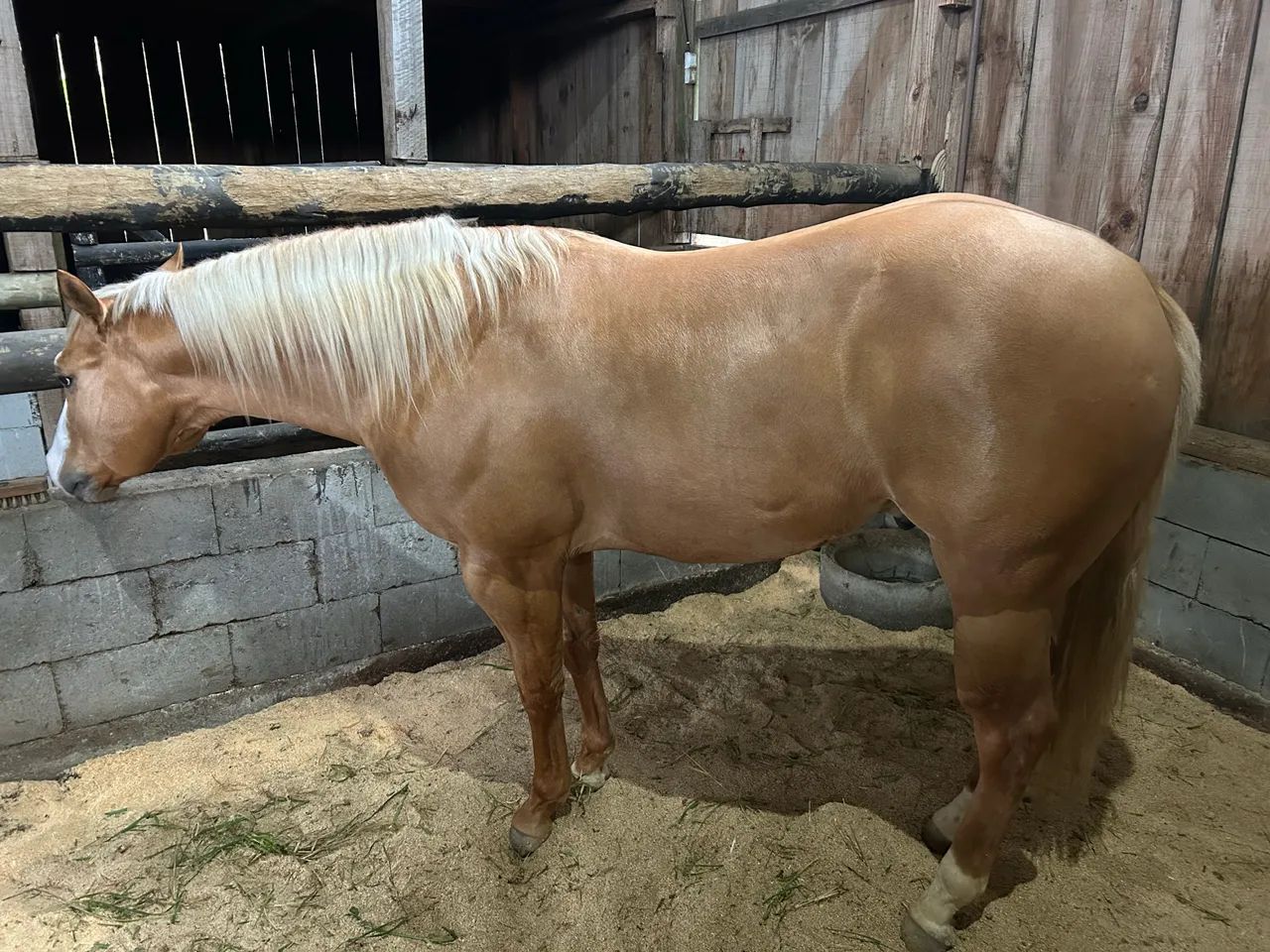 Cavalo qm