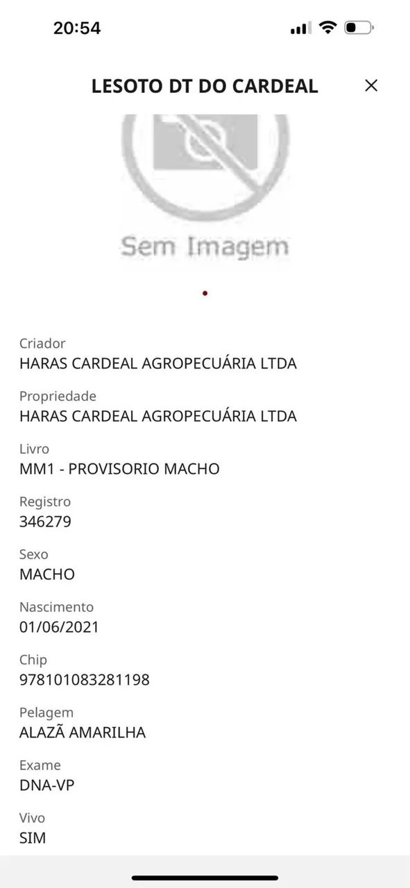 Cavalo mangalarga castrado registrado - 5 anos - Foto 2