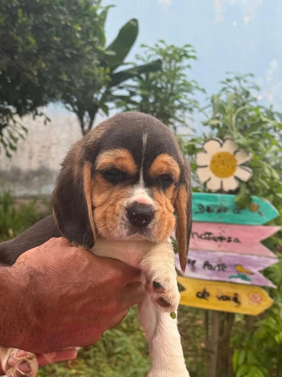 Beagle 13 polegadas com pedigree disponível para venda  - Foto 4