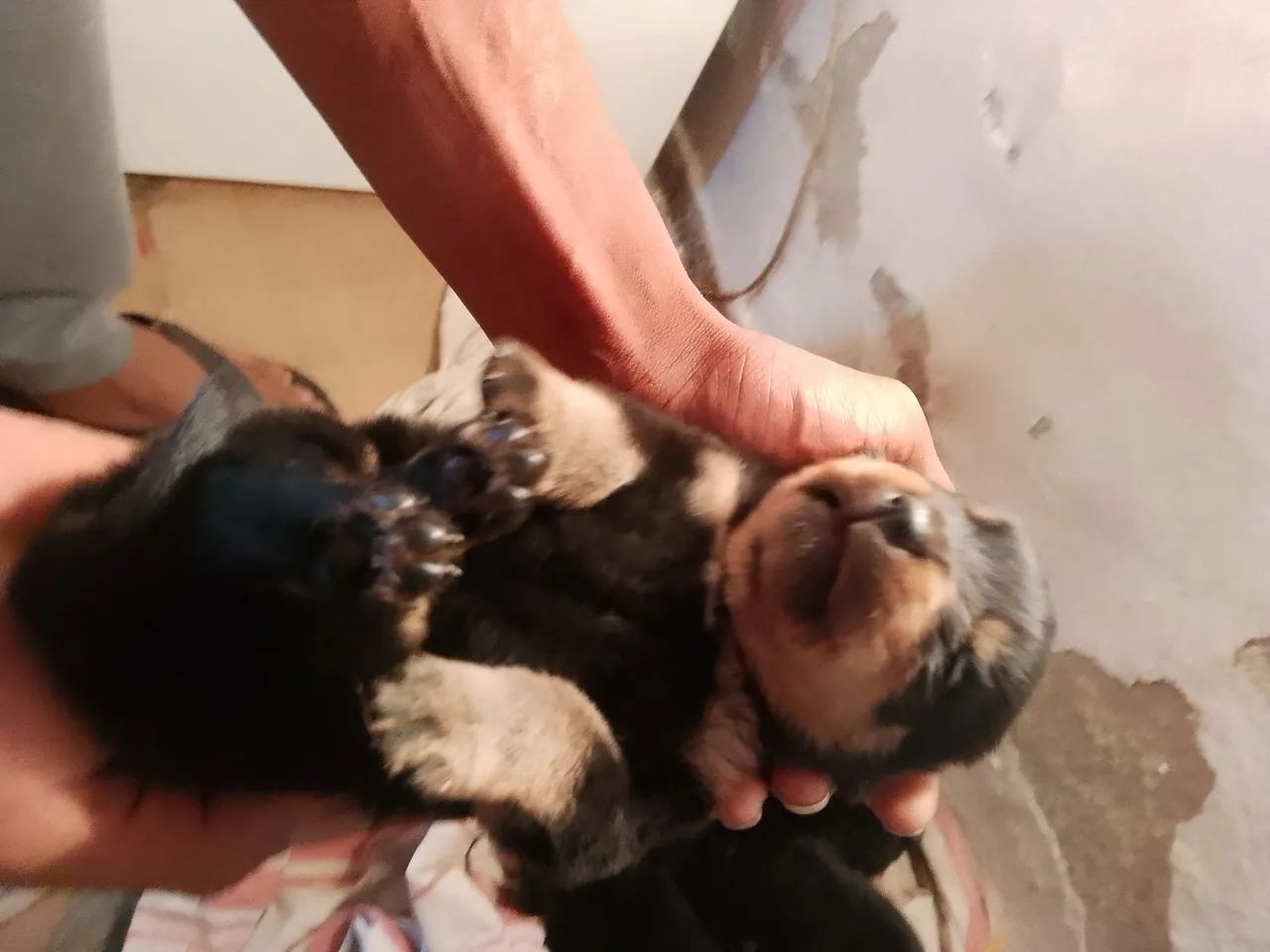 Rottweiler a venda  - Foto 2
