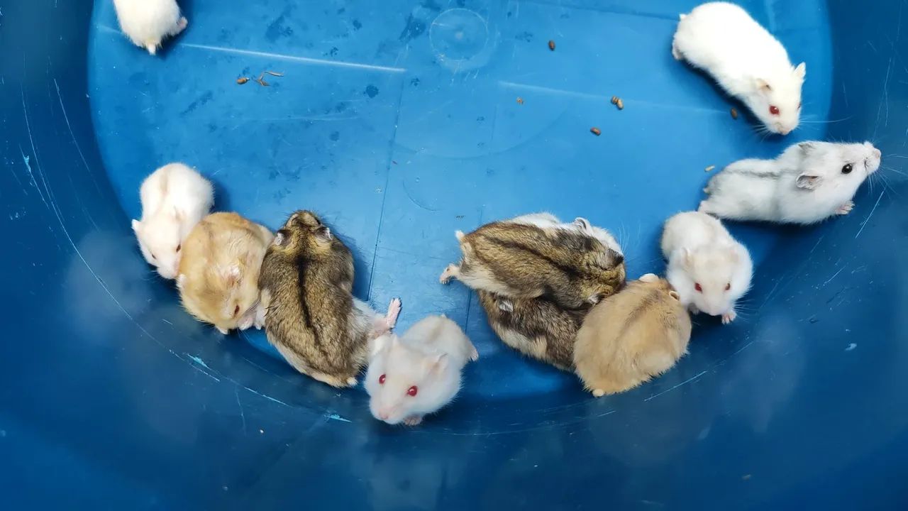 Hamster Anão Russo439275016244449282