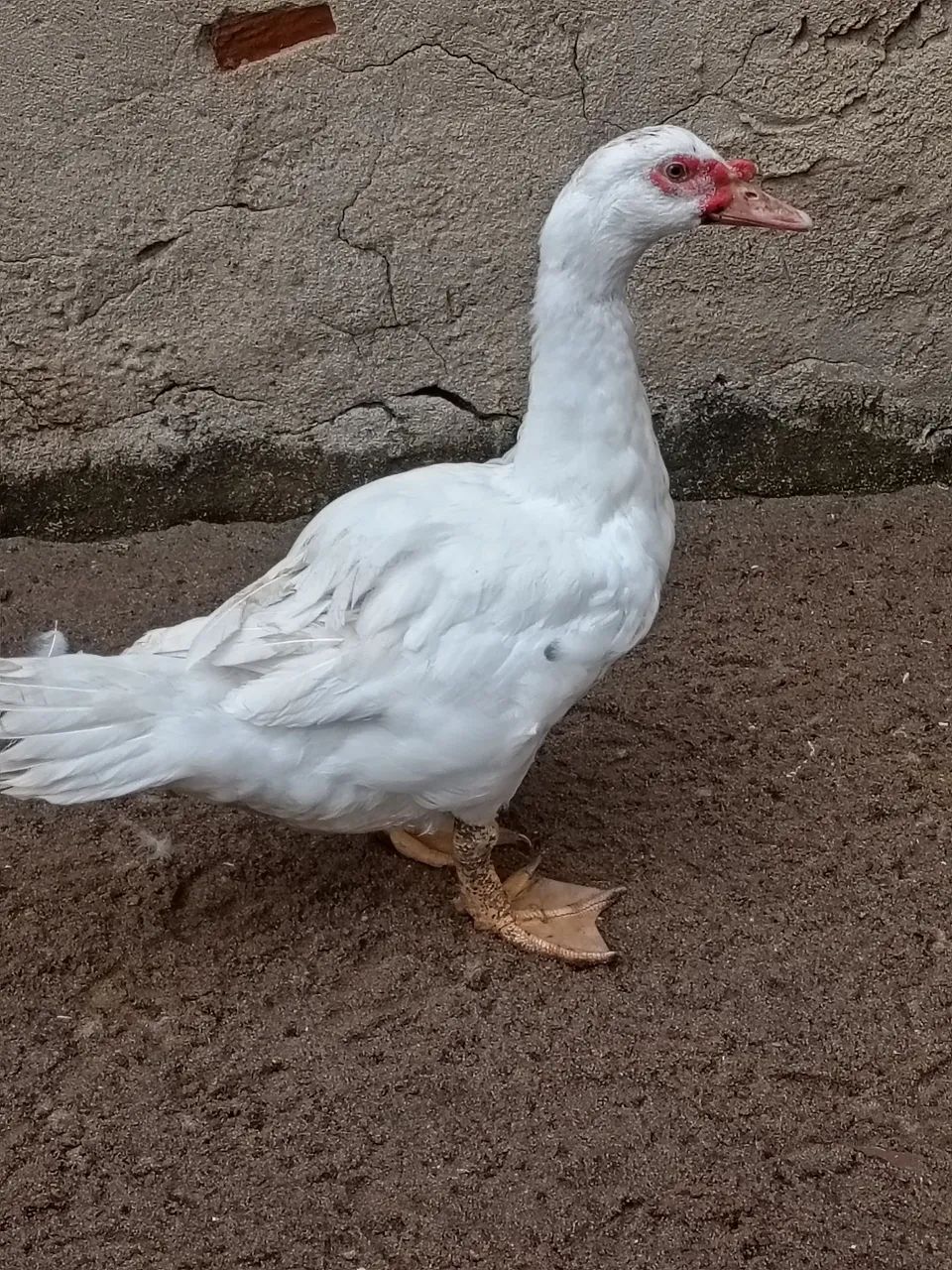 Pato - Foto 4