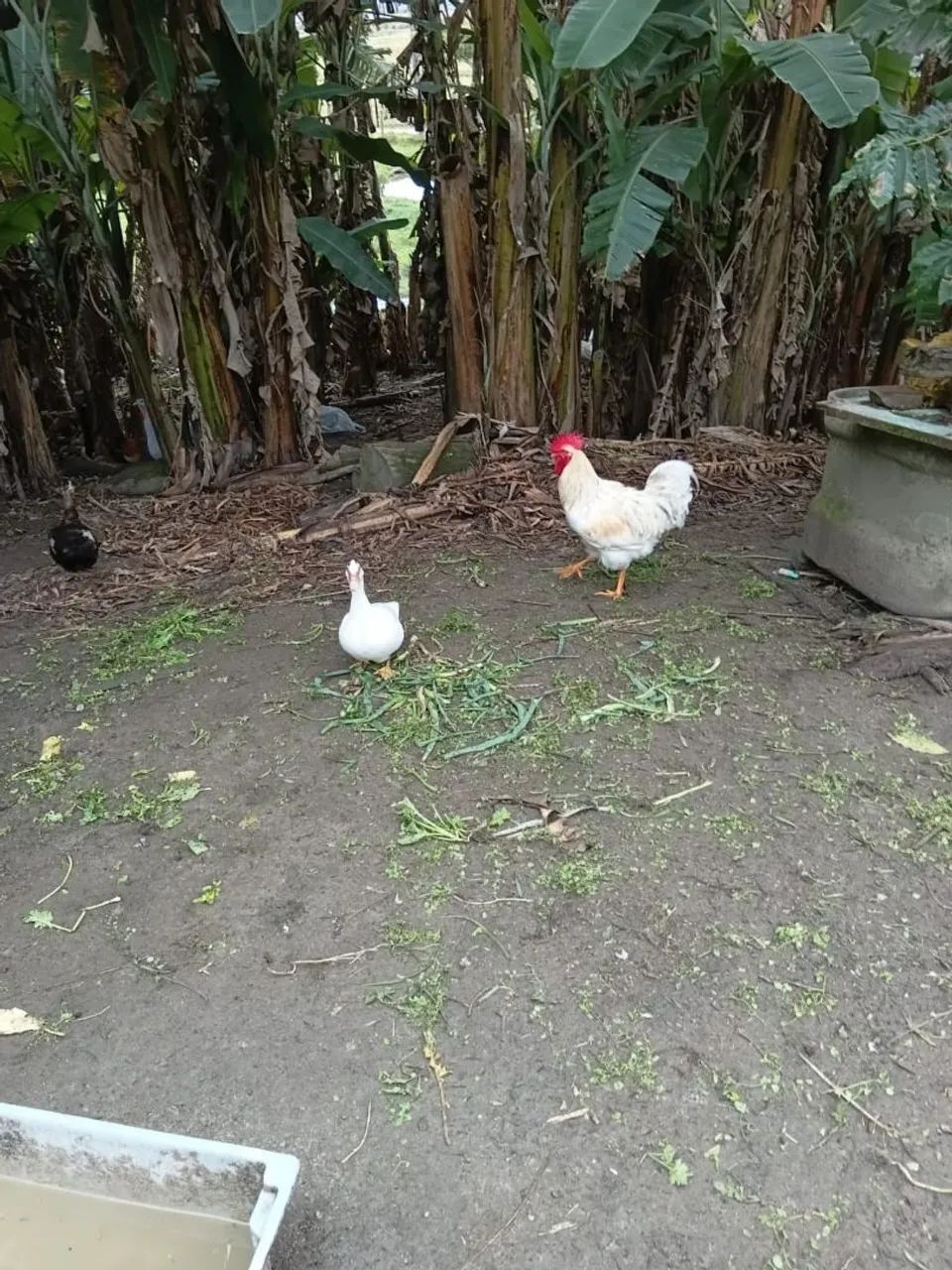 Ovos galados - Foto 2