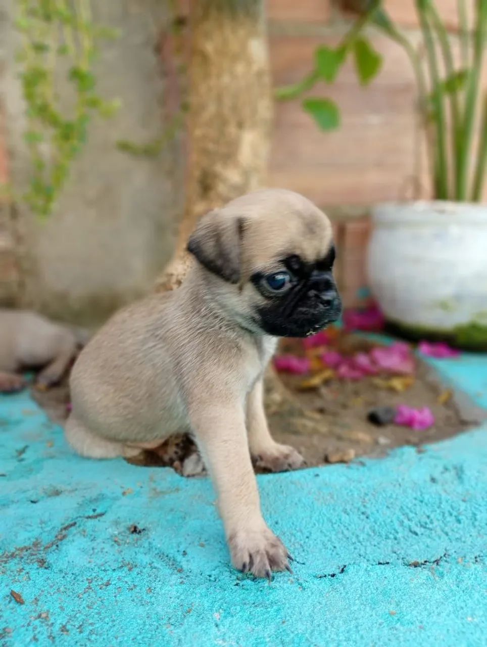 Filhotes de PUG - Foto 3