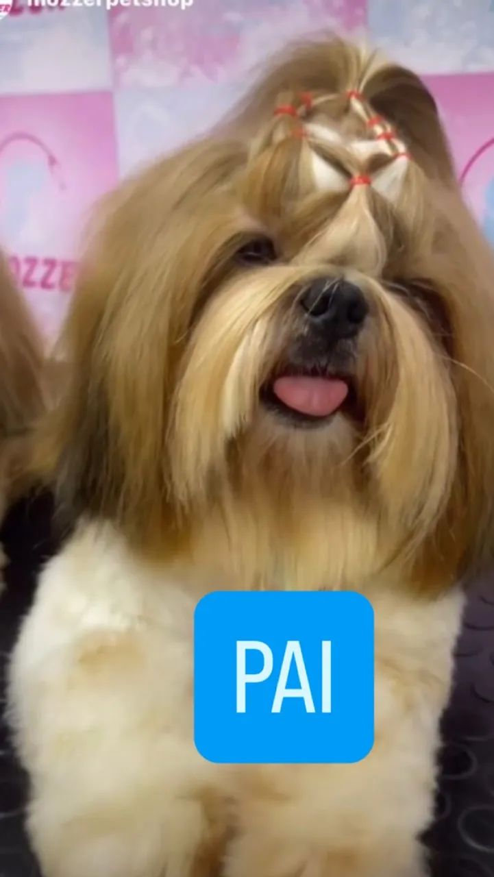 Shih tzu - Foto 5