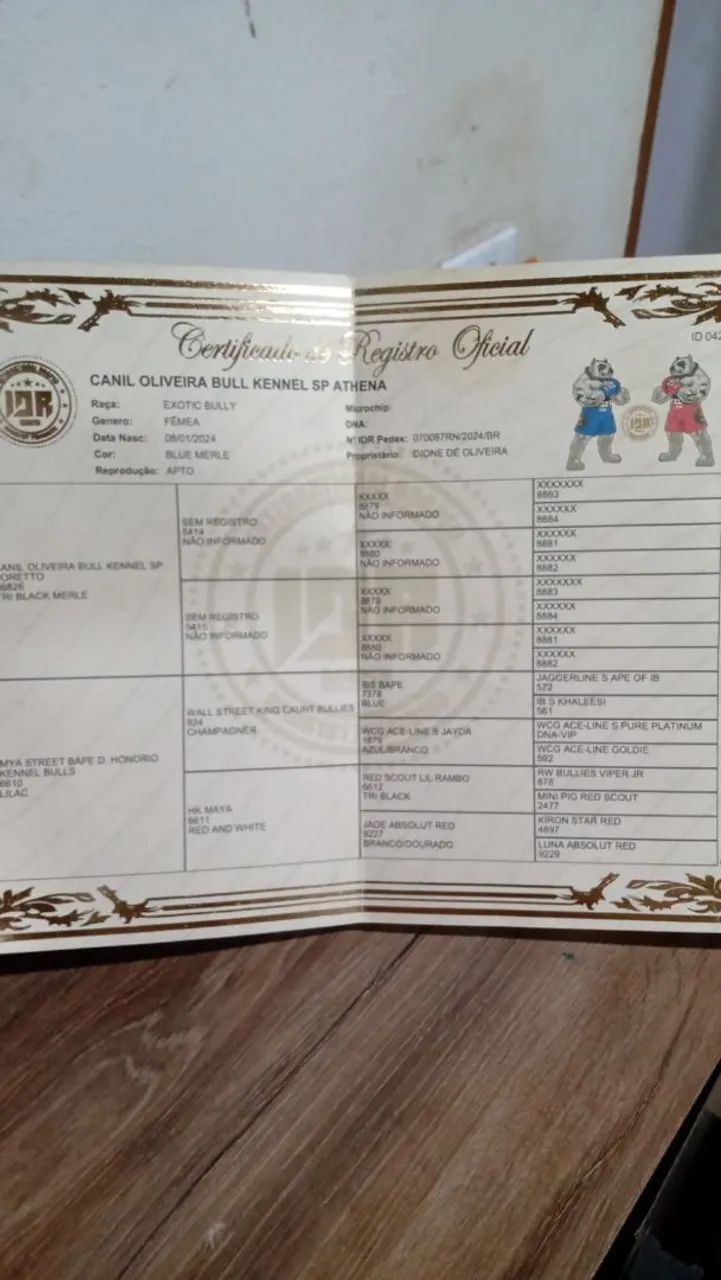 Vende se american bully - Foto 5