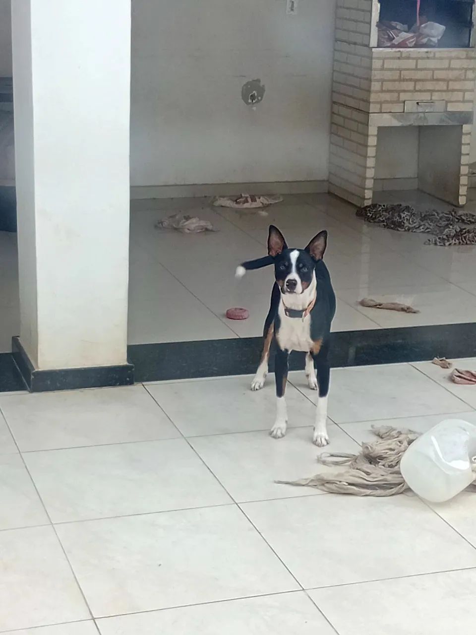 Doação de um  lindo cachorrorinho nome( piter)  - Foto 5