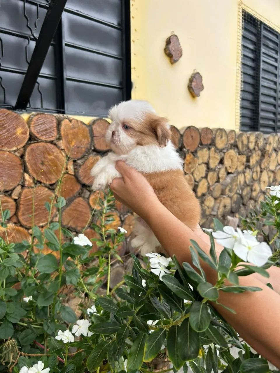Shihtzu  - Foto 2