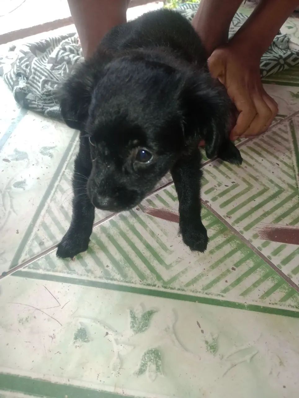 Cachorro