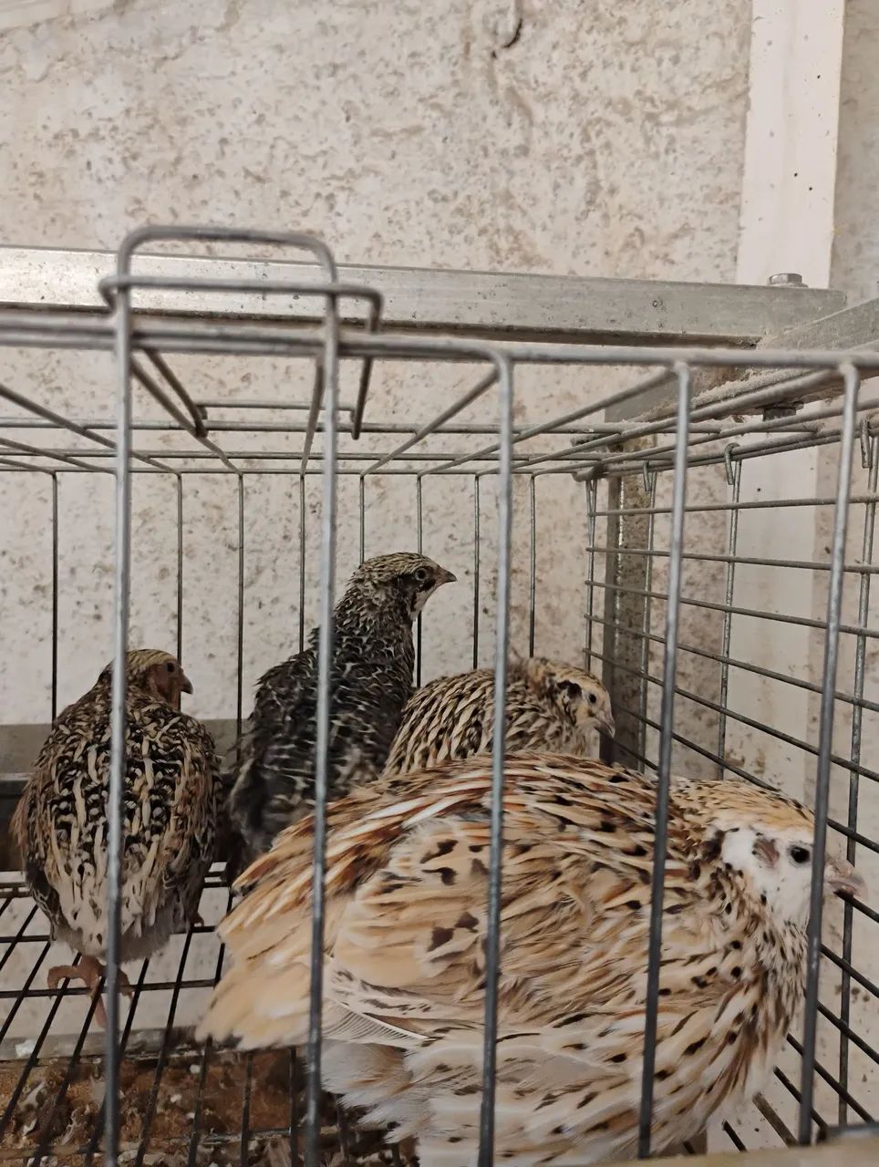 Codornas para abate - Foto 4
