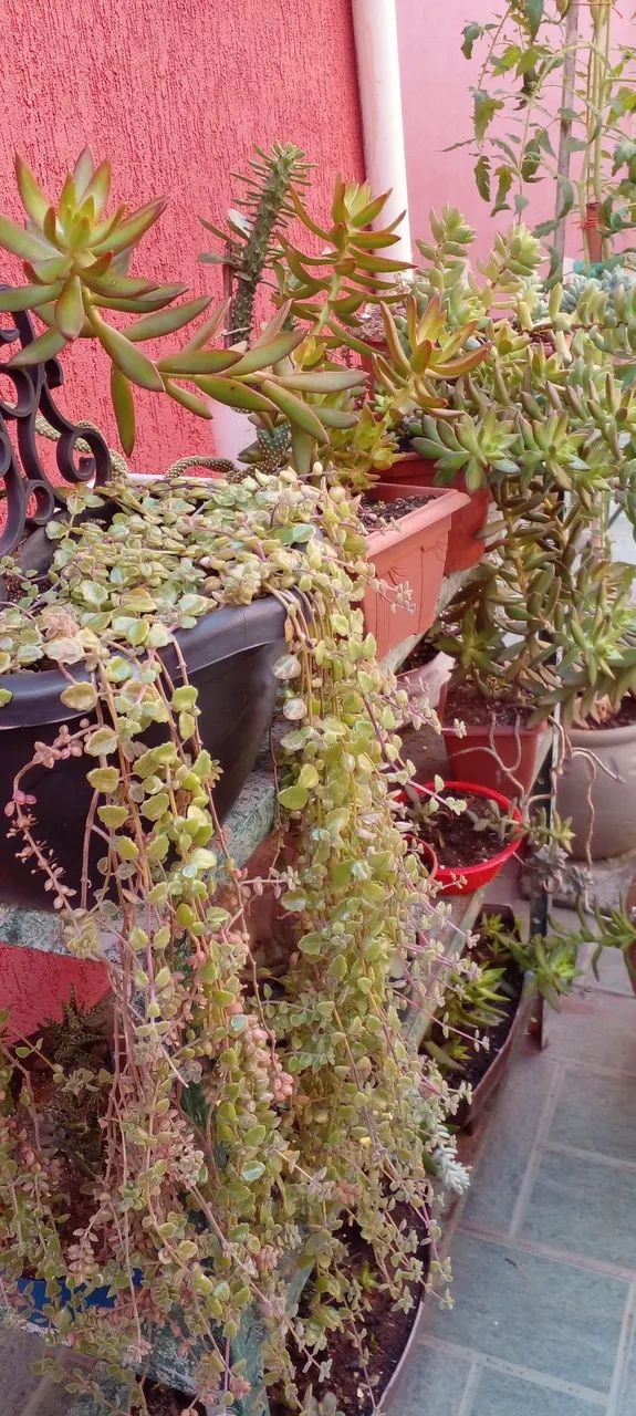 Lindas suculentas e cactos 