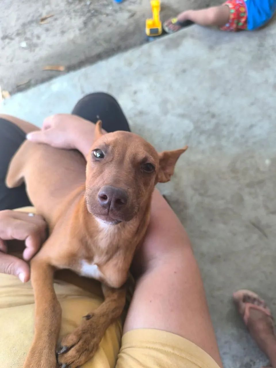 DOAÇÃO PITBUL COM VIRA-LATAS  - Foto 5