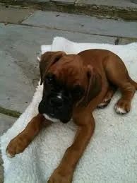 Boxer "Não gosto de brincar."