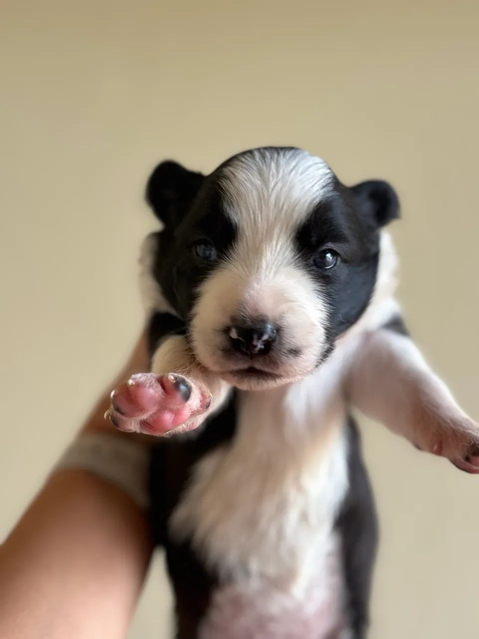 Border collie  - Foto 4