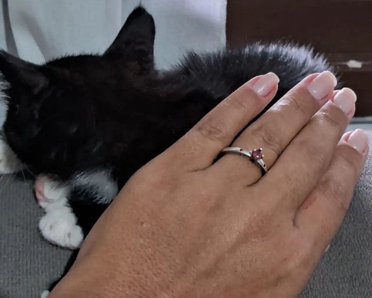 Gato macho filhote um mês - Foto 3
