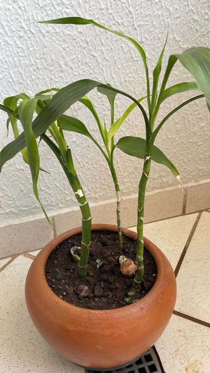 Bambu da sorte planta natural 80,00 - Foto 2