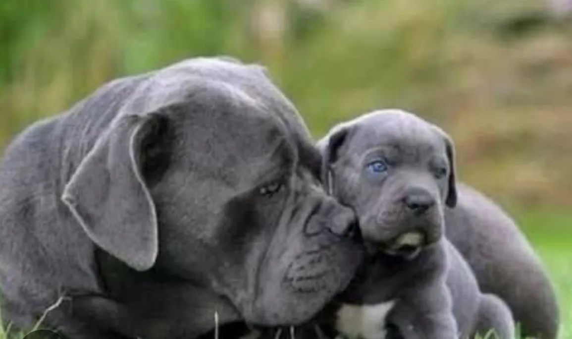 Cane corso 