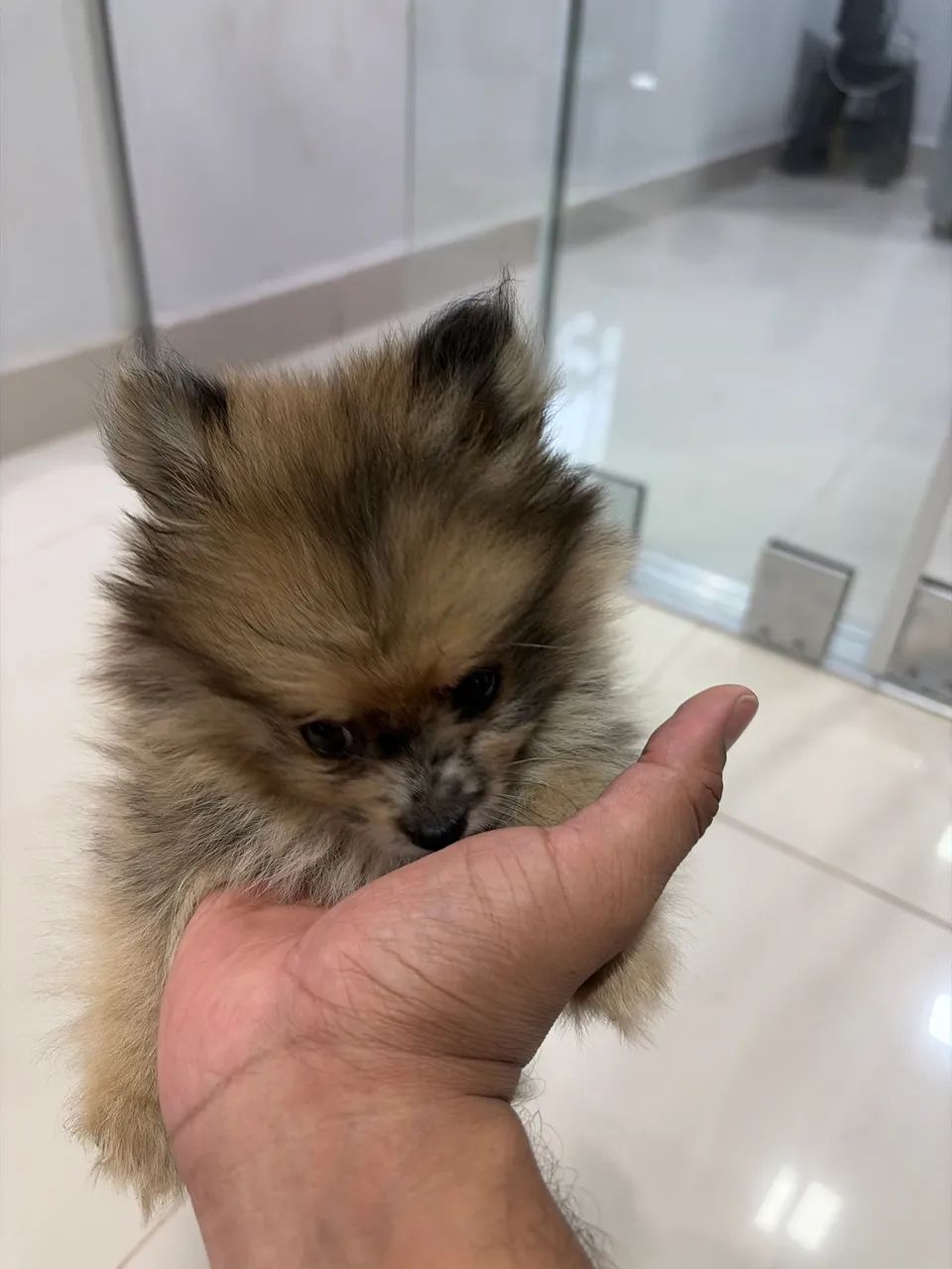 Spitz alemão