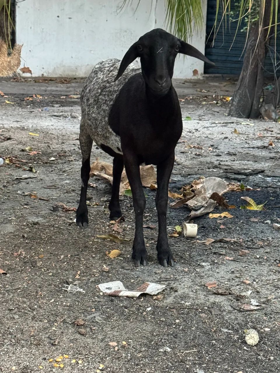 Ovelha Mojada Disponível  - Foto 4