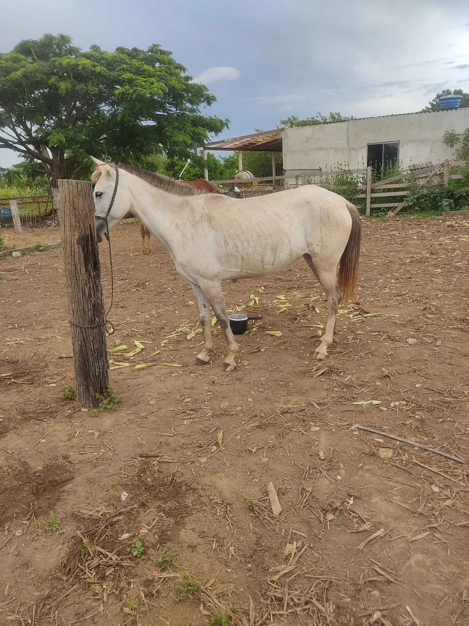 Égua mansinha  - Foto 3