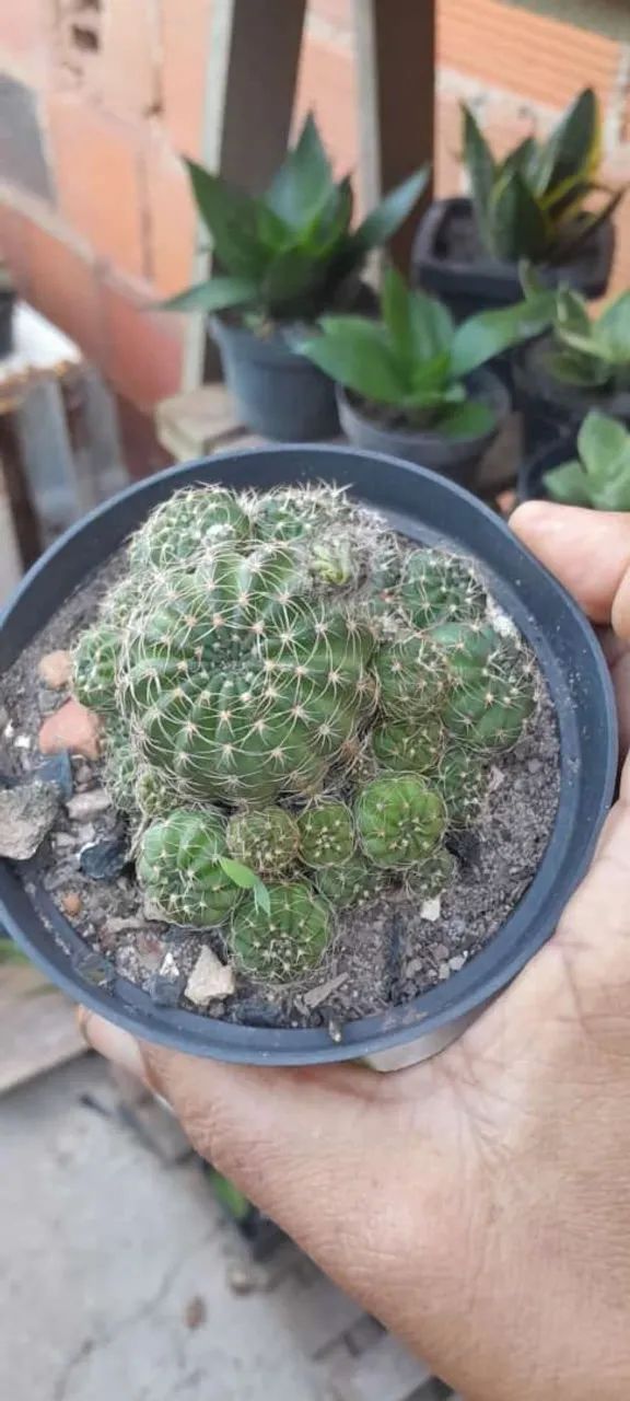 Cactos de várias espécies  - Foto 4