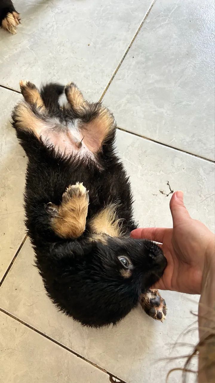Border collie - Foto 4