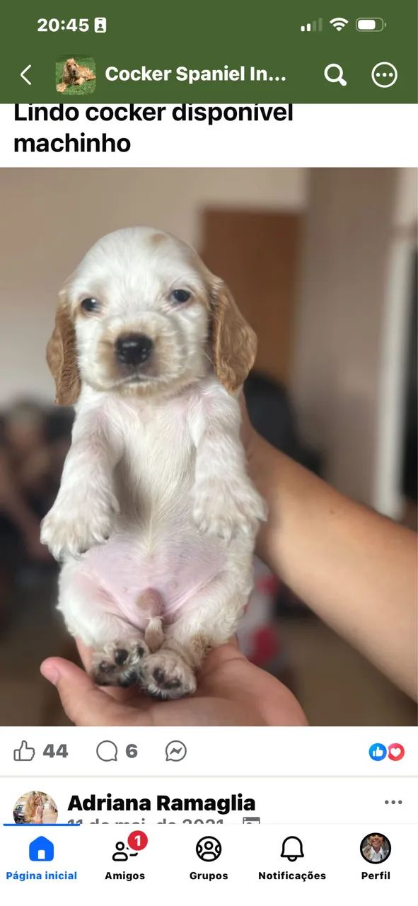Coker spaniel 