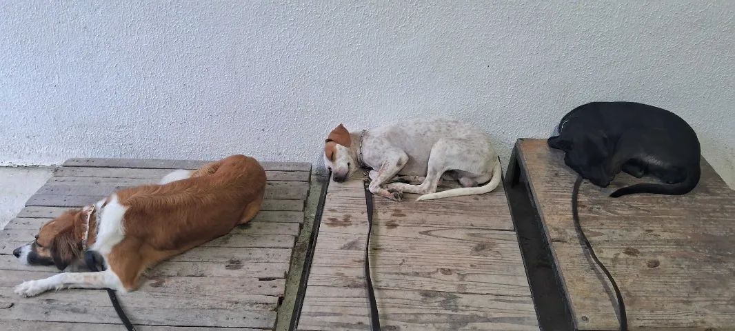 Adestrador de cães - Niterói - Foto 5